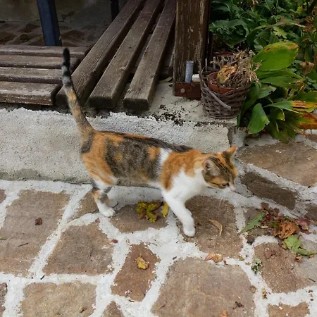 アパート R. Dermendzhiev メルニック