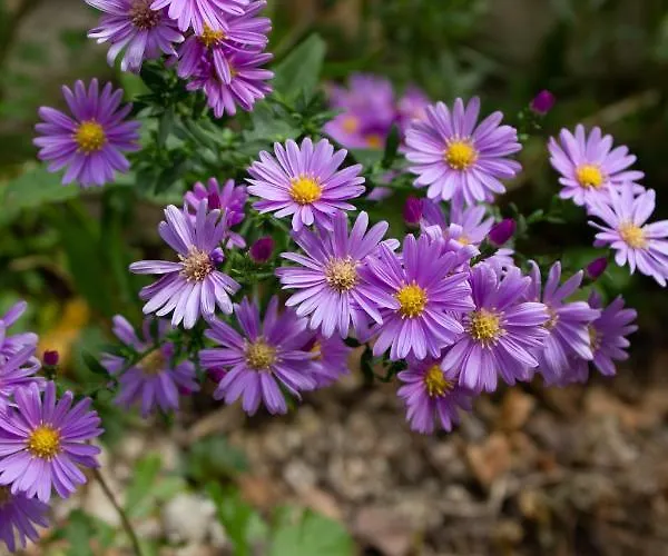 Lejlighed R. Dermendzhiev