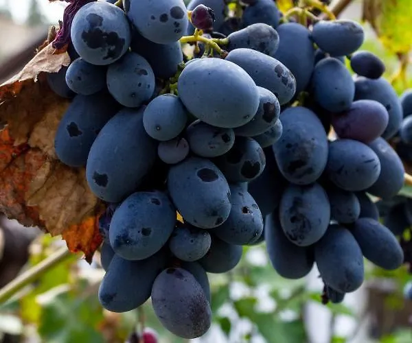 R. Dermendzhiev Appartement Melnik (Blagoevgrad)